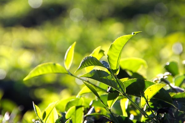 Tea India 163g