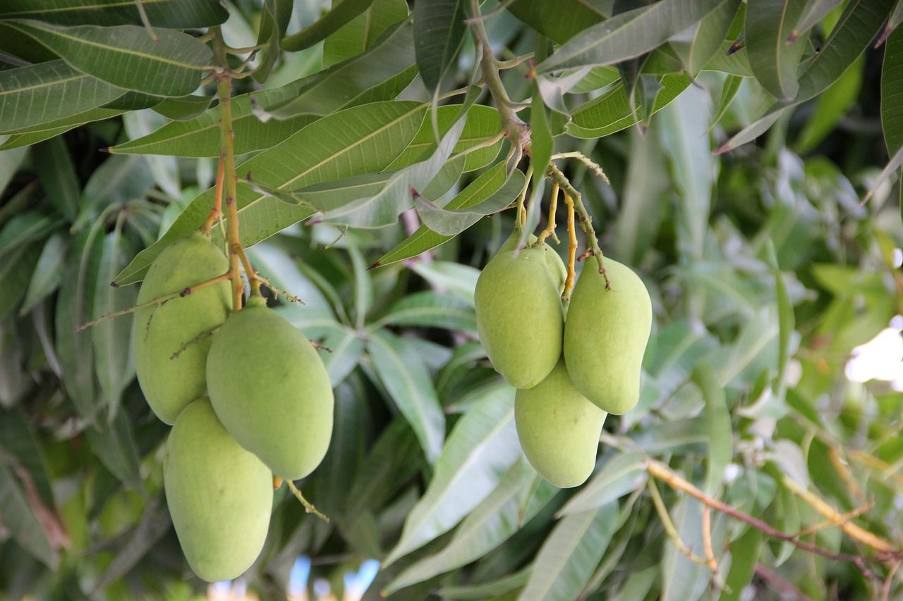 Mangoes Bola 9-10's
