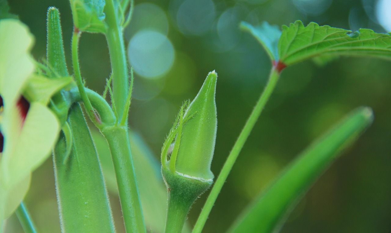 Okra Fresh 20lbs