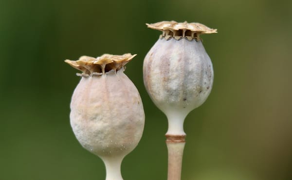 Uziza Seed