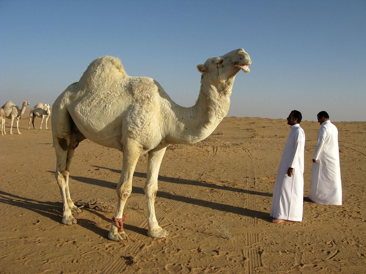 SAUDI
