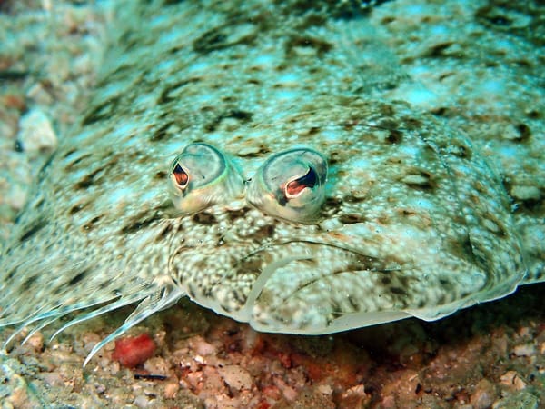 Sole Fish 908g