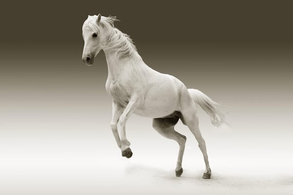 Puttupodi DblHorse 500g