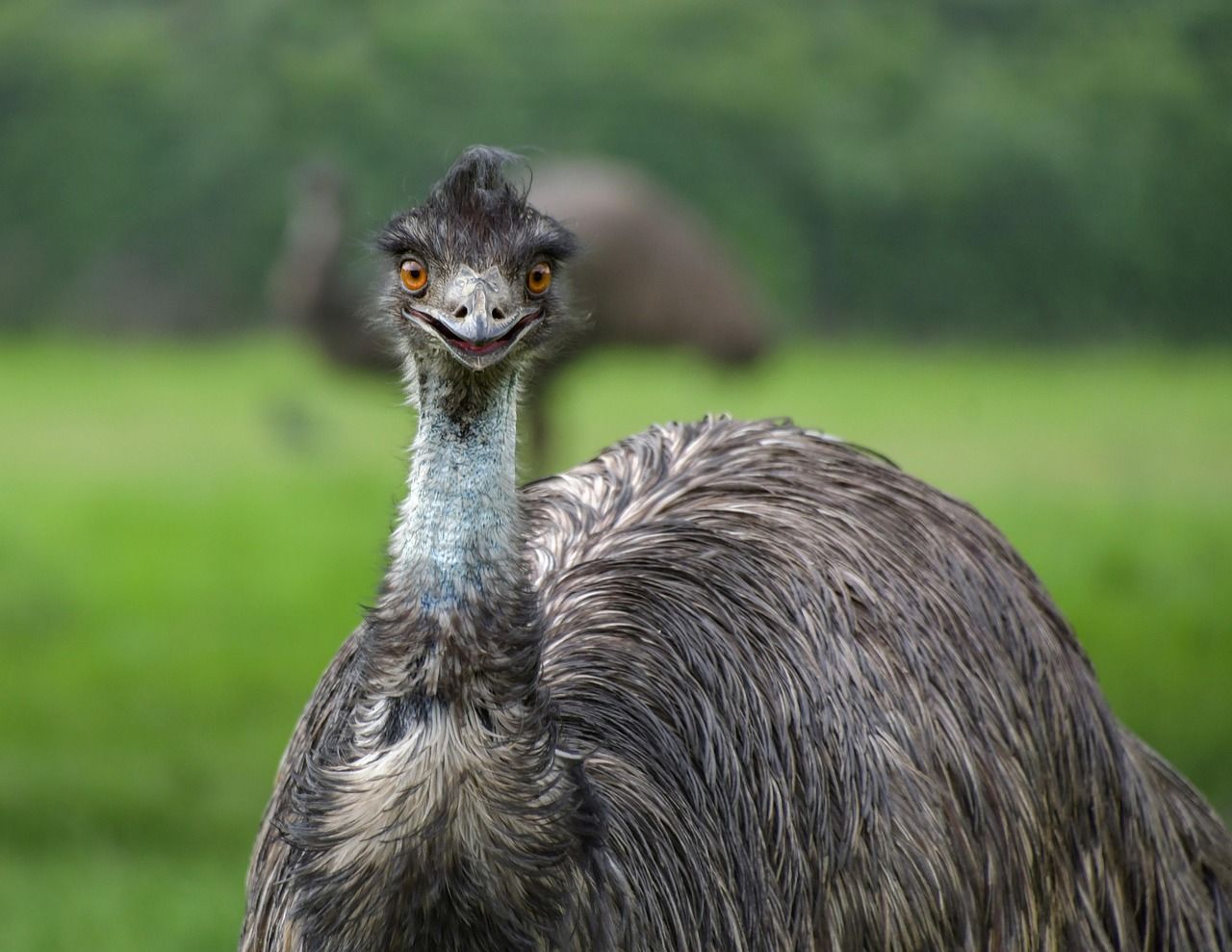 Emu Palm Juice 1liter