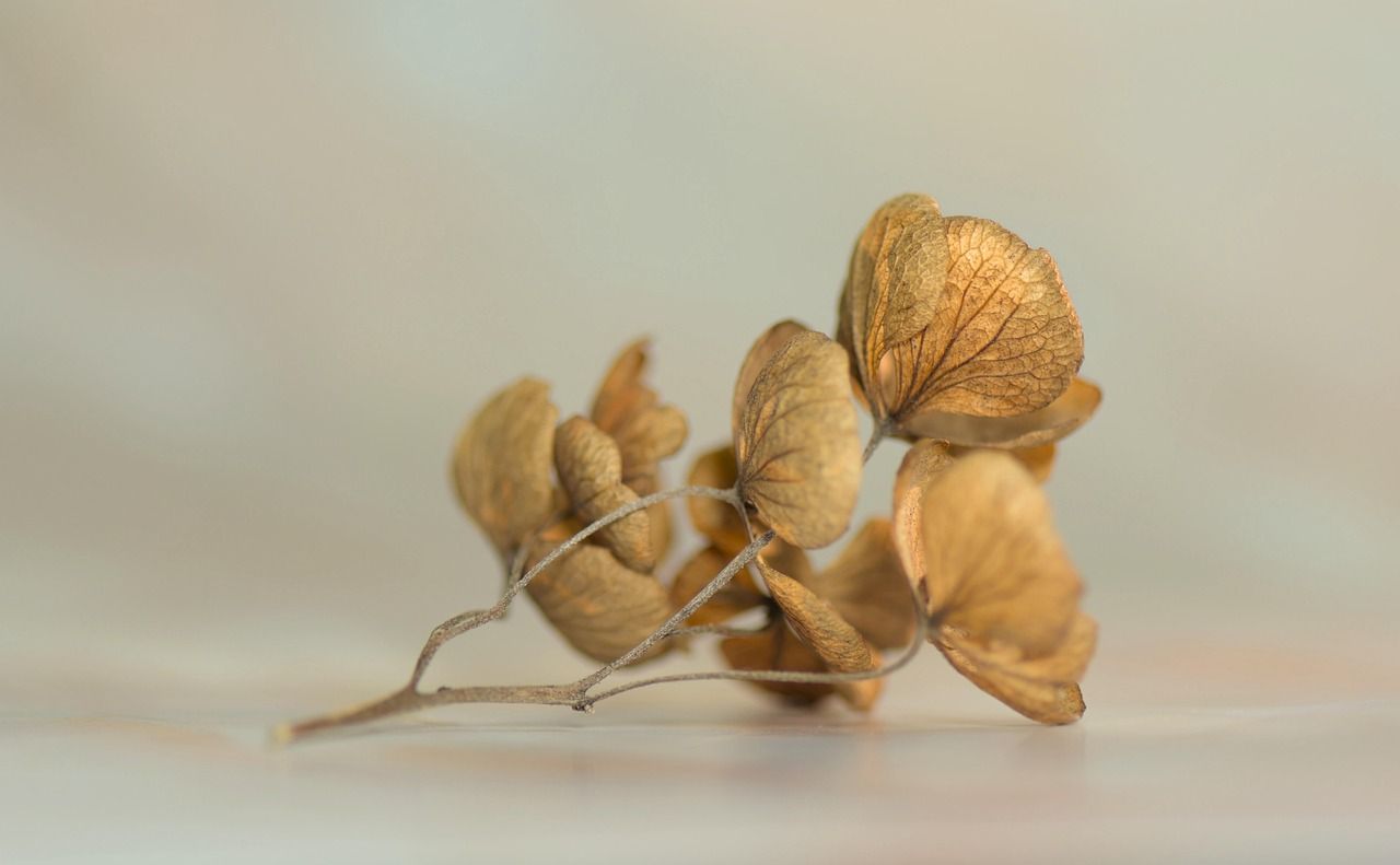 Bitterleaf Dried 43g