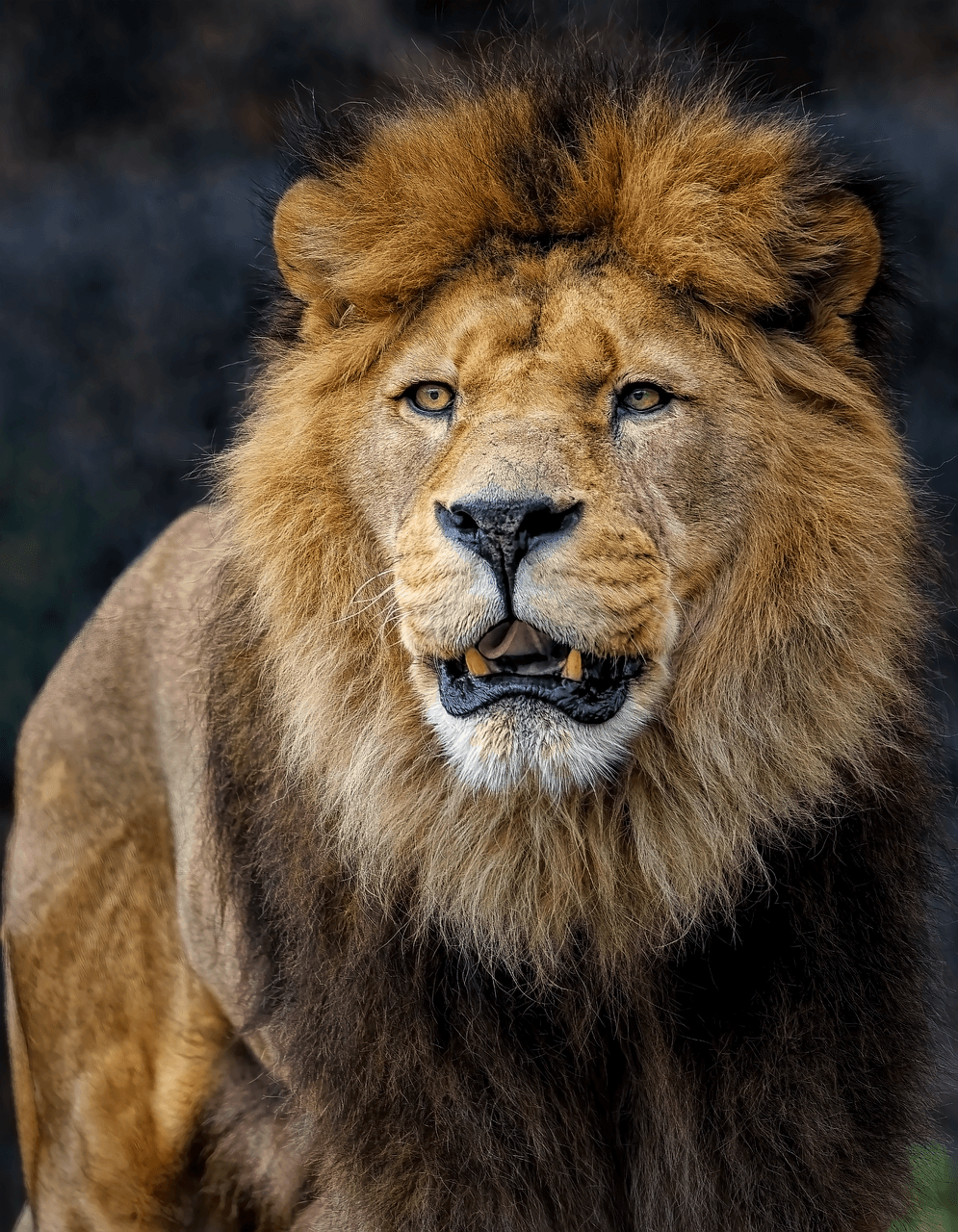 Curry Pwdr Lion 25g