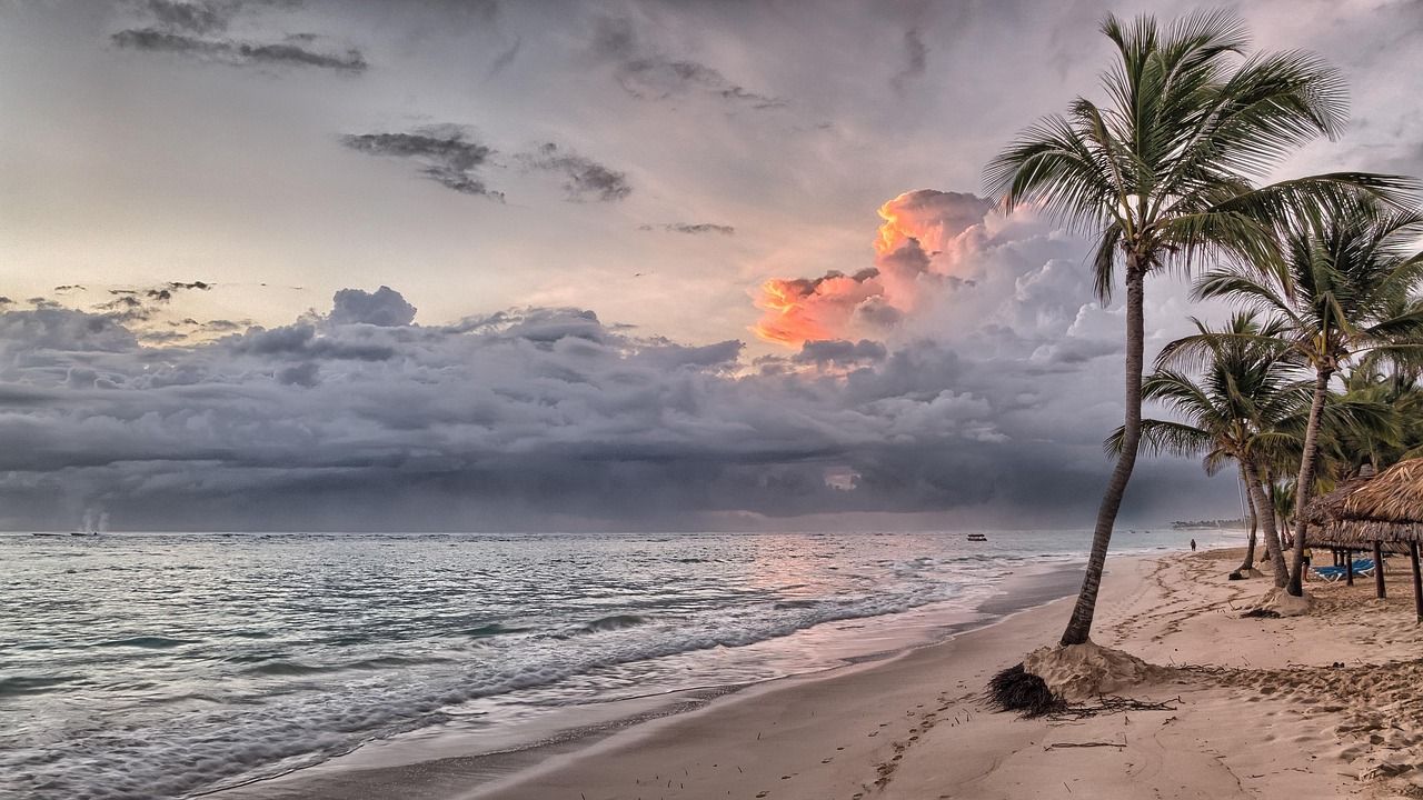 Island Roots