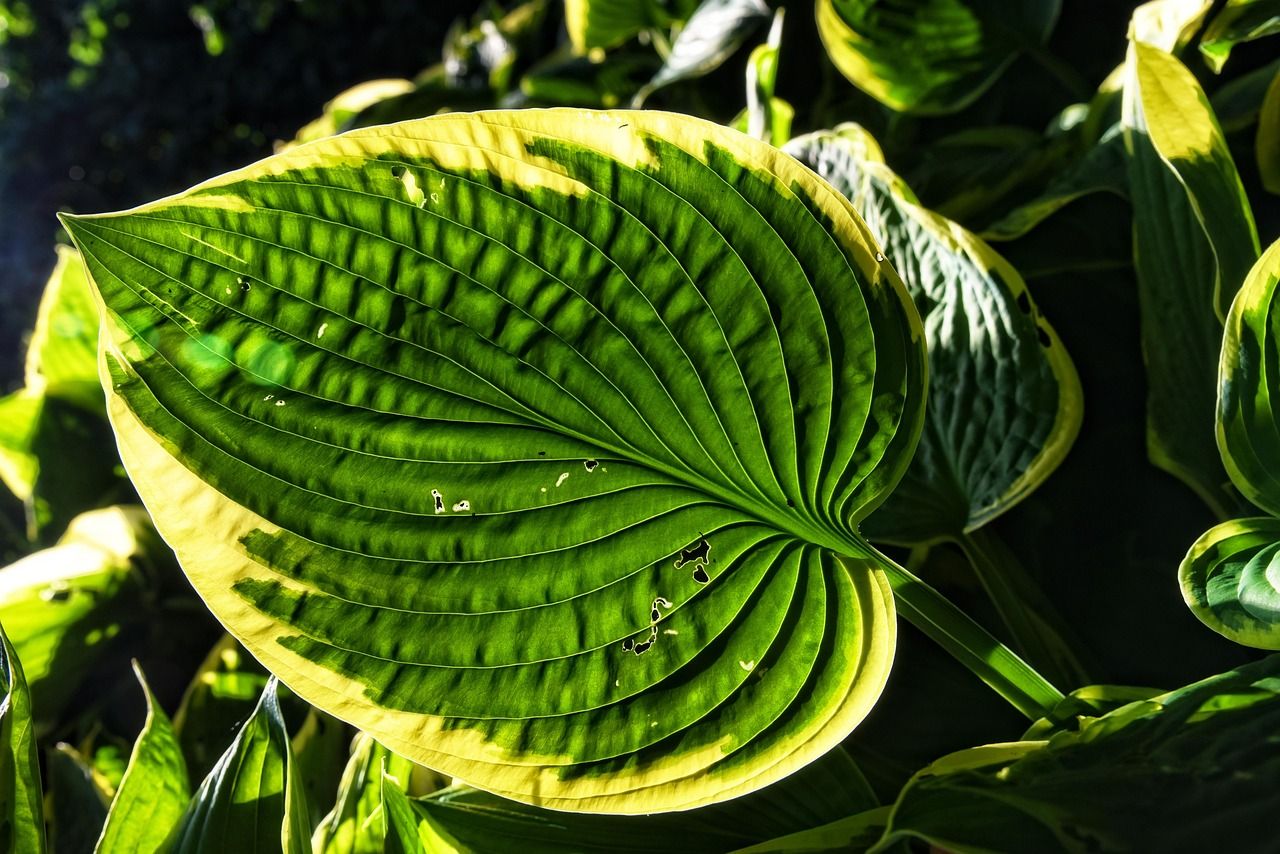 Plantain Box Green 50lb